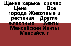 Щенки харька! срочно. › Цена ­ 5 000 - Все города Животные и растения » Другие животные   . Ханты-Мансийский,Ханты-Мансийск г.